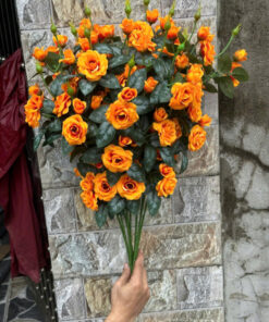 Hồng Rose – Cam