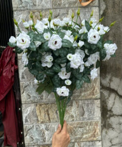 Hồng Rose – Trắng