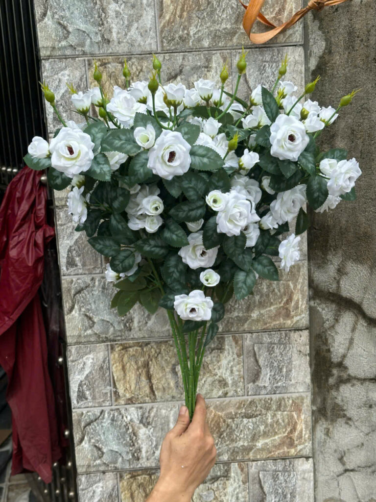 Hồng Rose – Trắng