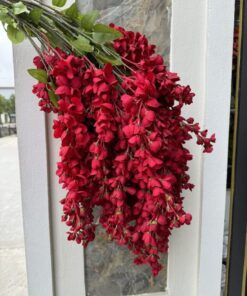 Tử Đằng Víp – Đỏ
