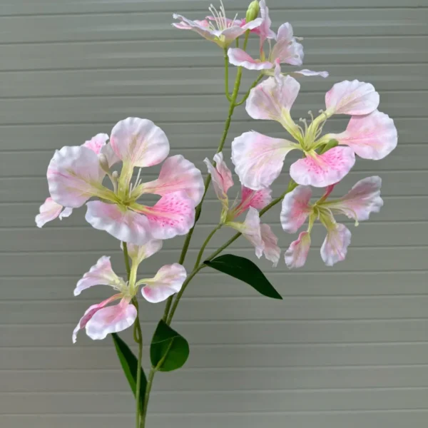 Hoa Phượng - Ảnh 3