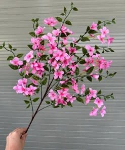 Hoa Táo Mèo – Hồng