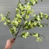 Hoa Táo Mèo – Vàng