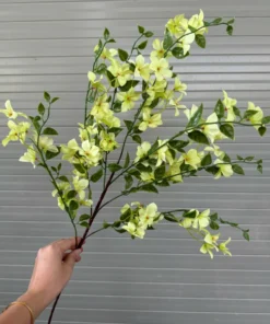 Hoa Táo Mèo – Vàng