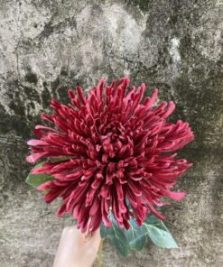 Kim Cúc – Đỏ