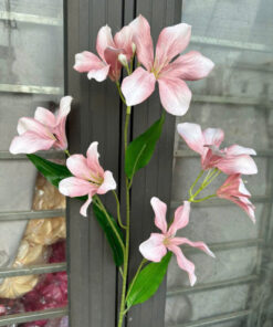 Hoa Ban Đại – Hồng