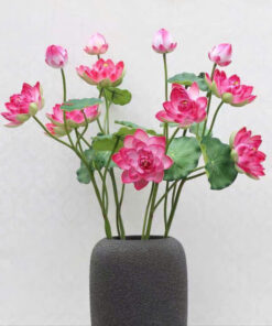 Sen Xốp