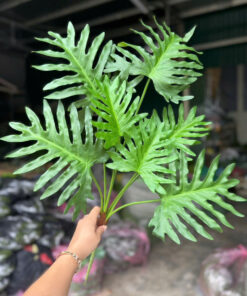 Lá chân Vịt