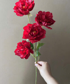 Hải Quỳ – Đỏ