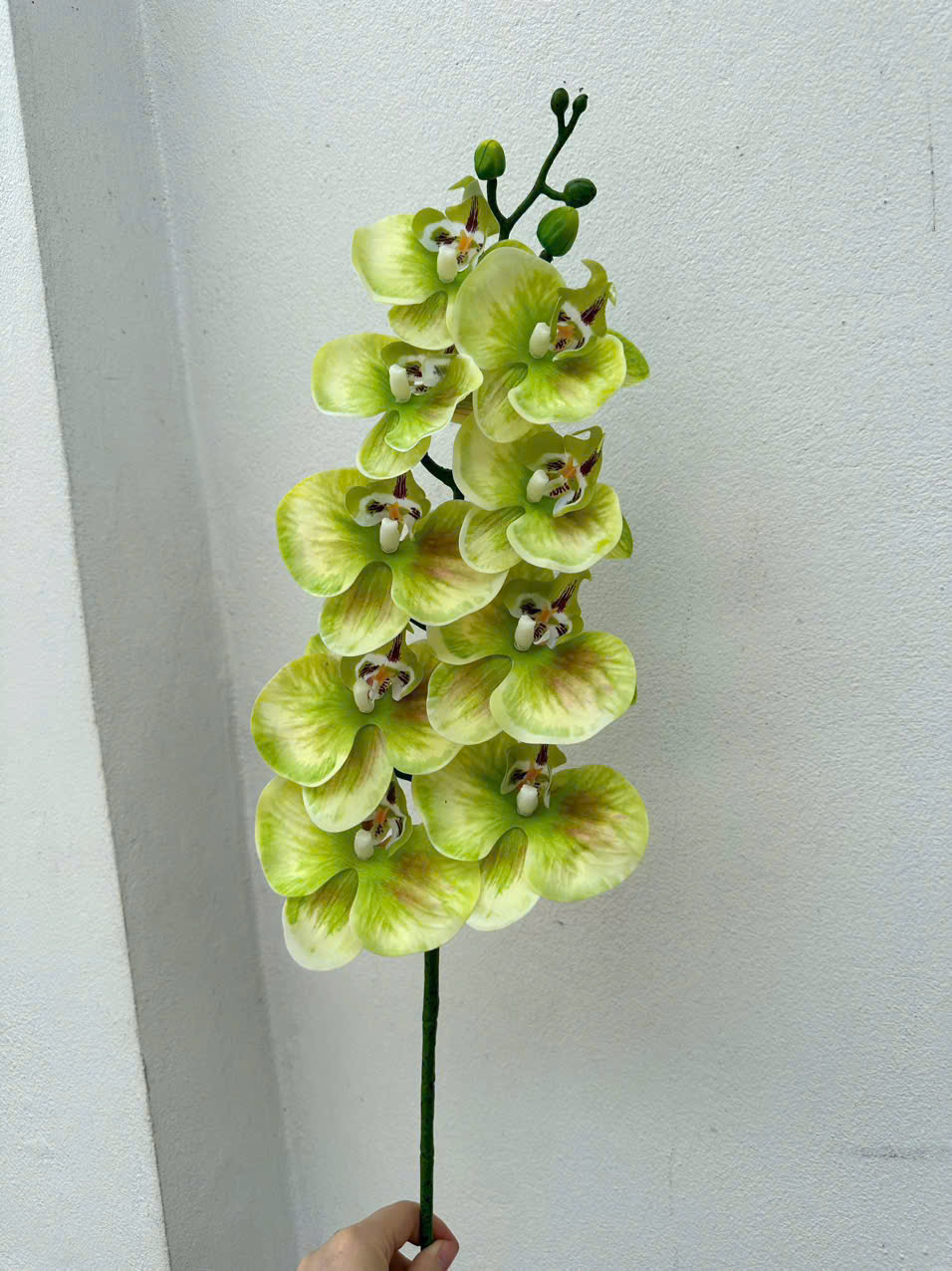 Lan Hồ Điệp Thân Ướt 9 Bông - Cốm