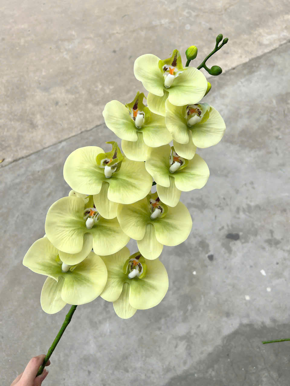 Lan Hồ Điệp Thân Ướt - Cốm Bơ