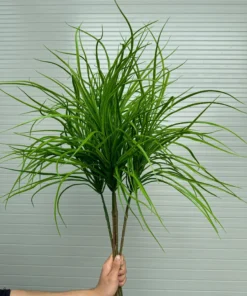 CỎ SẬY TO