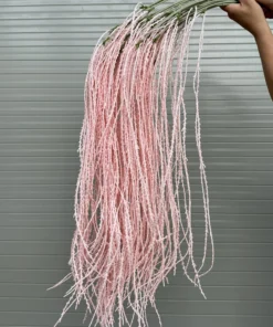Rủ Cau Hồng