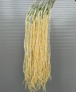 Rủ Cau - Vàng