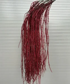 Rủ Cau - Đỏ
