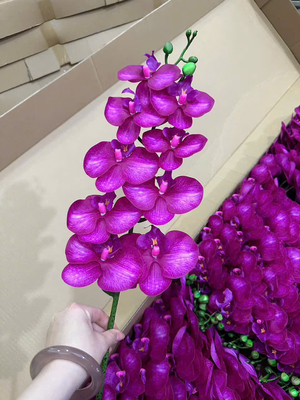 Lan Ướt 9 bông - Tím