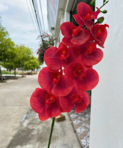 Lan Ướt 9 Bông - Đỏ - Cam