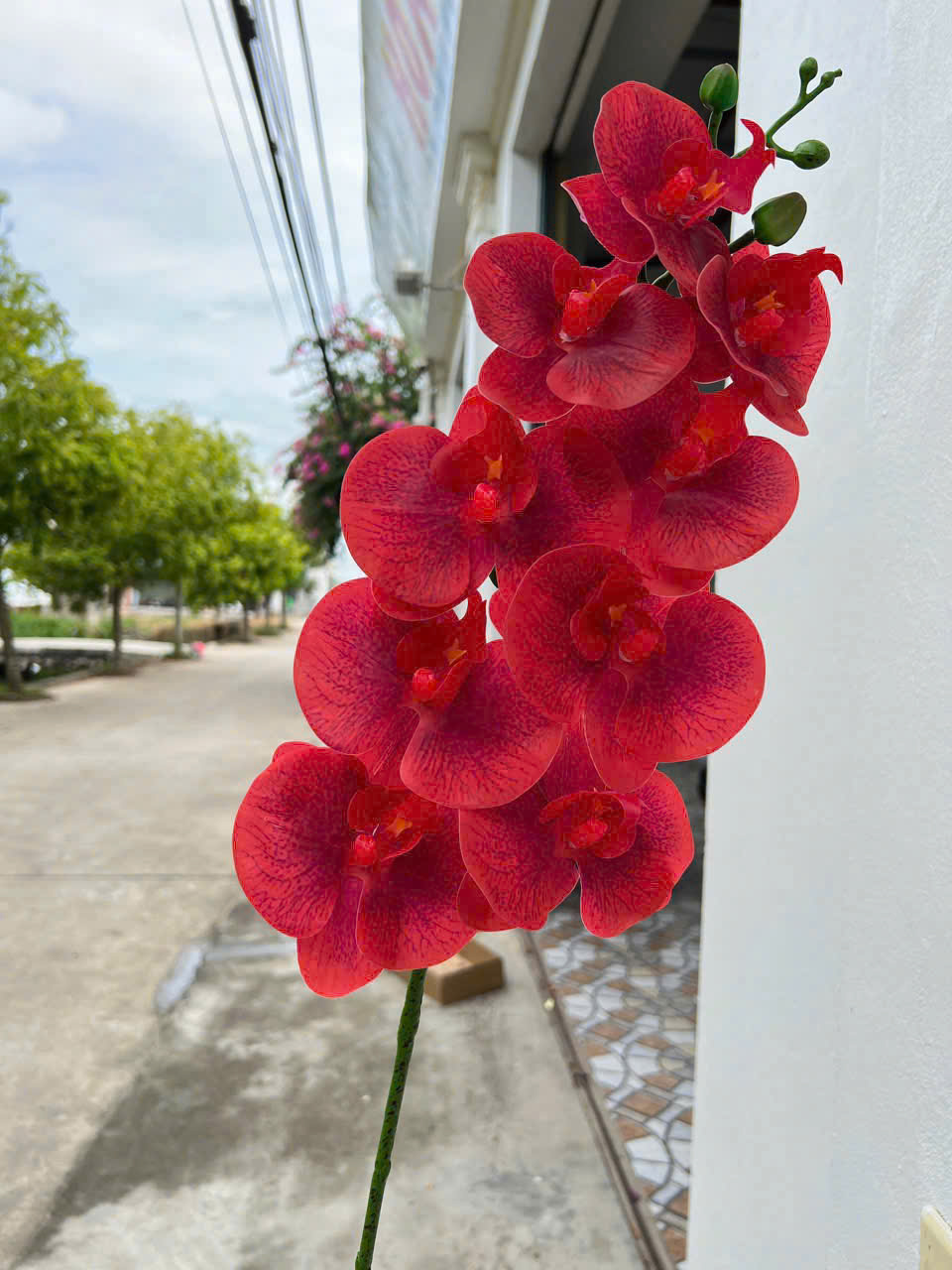 Lan Ướt 9 Bông - Đỏ - Cam