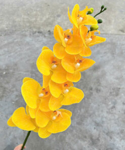 Lan ướt 9 bông - Vàng