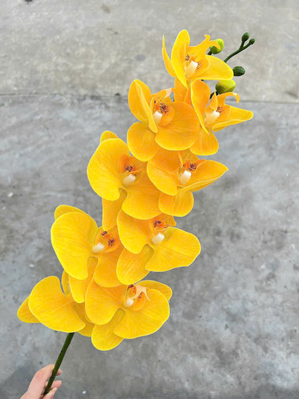Lan ướt 9 bông - Vàng
