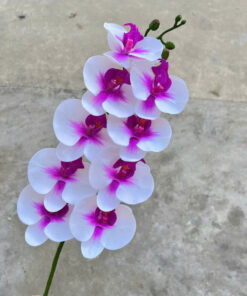 LAN HỒ ĐIỆP THÂN ƯỚT -Trắng lõi tím