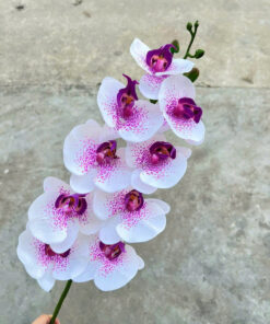LAN HỒ ĐIỆP THÂN ƯỚT- Trắng Đốm tím
