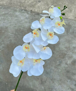 Lan Ướt 9 bông - Trắng