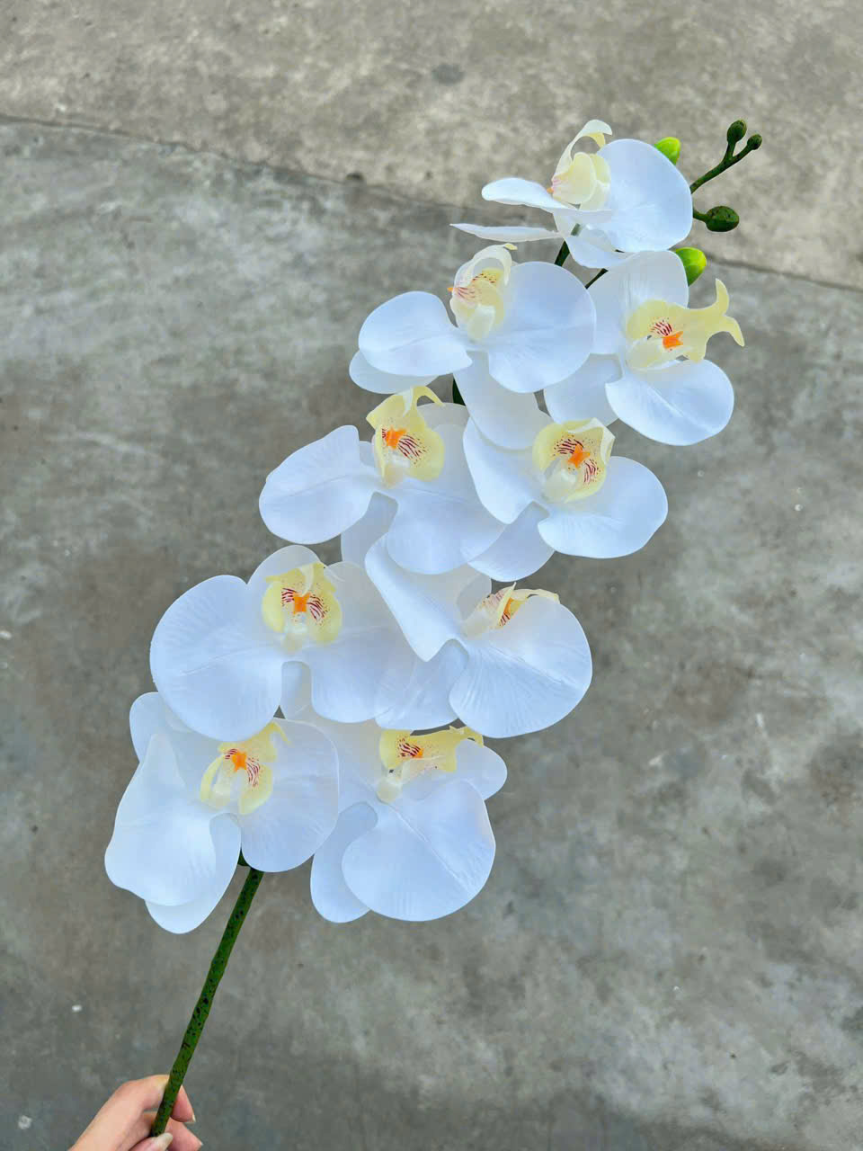 Lan Ướt 9 bông - Trắng